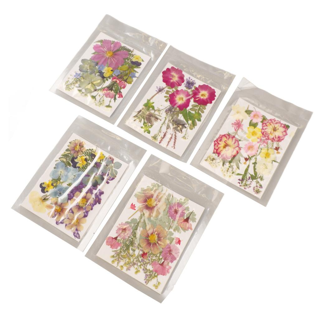 5 Bags Pressed Flowers Assorted Styles Vibrant Rich Details Multi Purpose Colorful Dried Flowers for DIY Mold Bookmark