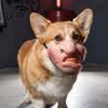Funny Animal Masque Dog Masque PU Foam Scary Pet Face Costume Realistic Mouth for Halloween with Elastic Band Dress Up Holiday Party Photo