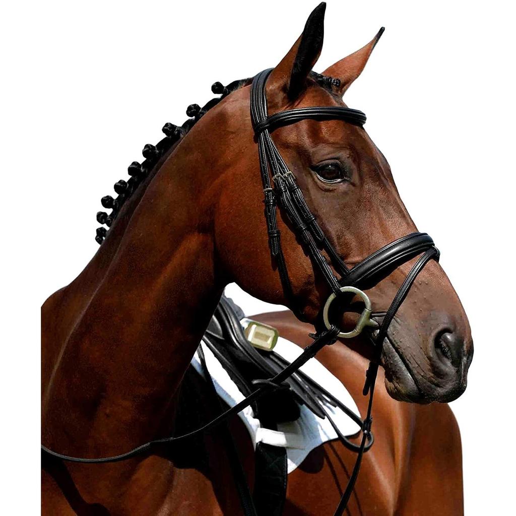 Collegiate Syntovia+ Padded Raised Flash Bridle