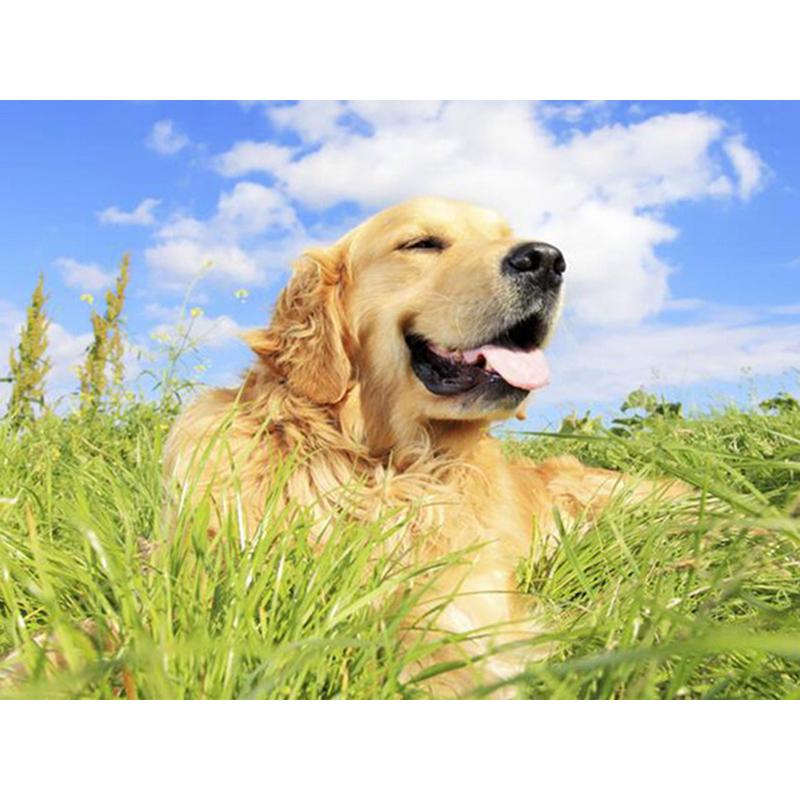 Dog DIY 5D Diamond Painting Dog Full Round Rhinestones Animal Diamond Embroidery Cross Stitch Kit Handmade Gift Home Decor