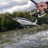Topwater Pencil with for Fishing, 6.5g Long