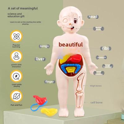 Wissenschaftsspielzeug für Kinder: Montage eines menschlichen Organmodells für die Früherziehung