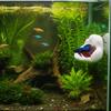 3D Printing Betta Fish Hammock with Suction Cup Betta Resting Platform  Aquarium Decoration
