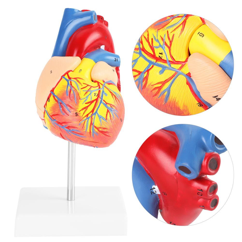 1:1 Anatomical Human Life Size Heart Model Medical Cardiovascular 2 Parts PVC