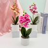 Phalaenopsis Potted Flower Plant For Wedding Home And Commercial Decoration