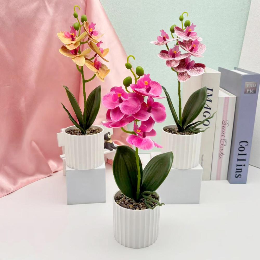 Phalaenopsis Potted Flower Plant For Wedding Home And Commercial Decoration