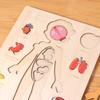 Boys Girls Wooden Human Body Puzzle Educational Anatomy Jigsaw  Cognitive Teaching Aids