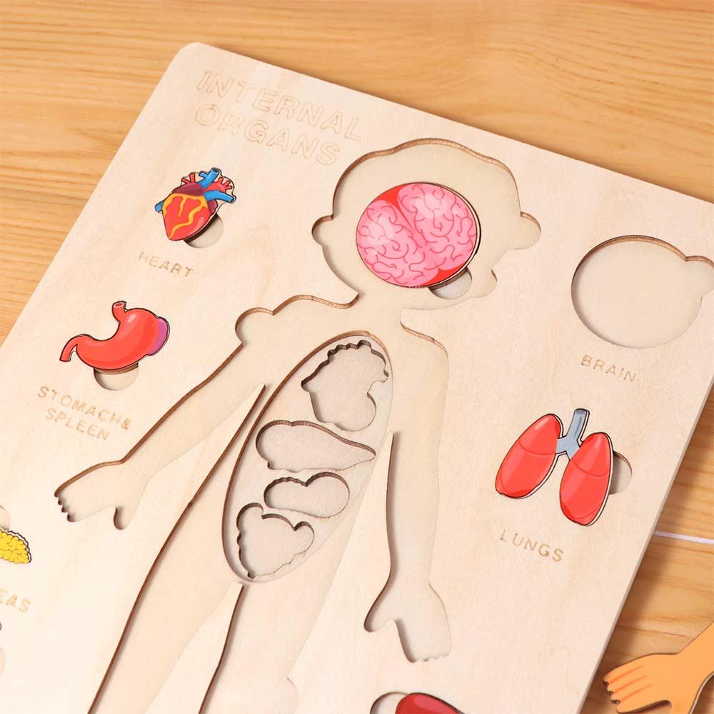 Boys Girls Wooden Human Body Puzzle Educational Anatomy Jigsaw  Cognitive Teaching Aids