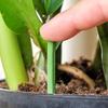 30 Pcs Plant Fertilizer Spikes Slow Release Nutrition Bars Planter Insert Fertilizer Sticks for Indoor Flower