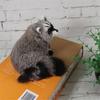 Animal Model Simulation Raccoon Model Realistic Simulation 3D Raccoon Raccoon Figure  Photo Props
