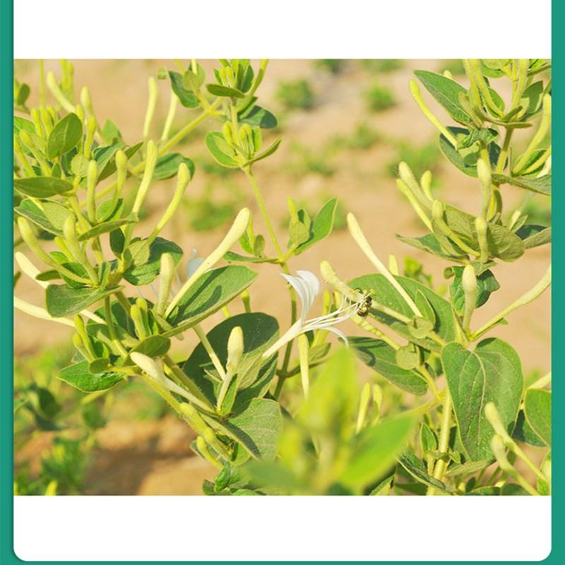 Çin Jin Yin Hua Bitkisel Çay Hanımeli Gevşek Yaprak 250g