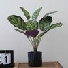 Artificial Turtle Back & Caladium Leaf Plants - Small Potted Decorations for Office, Living Room, or Coffee Table