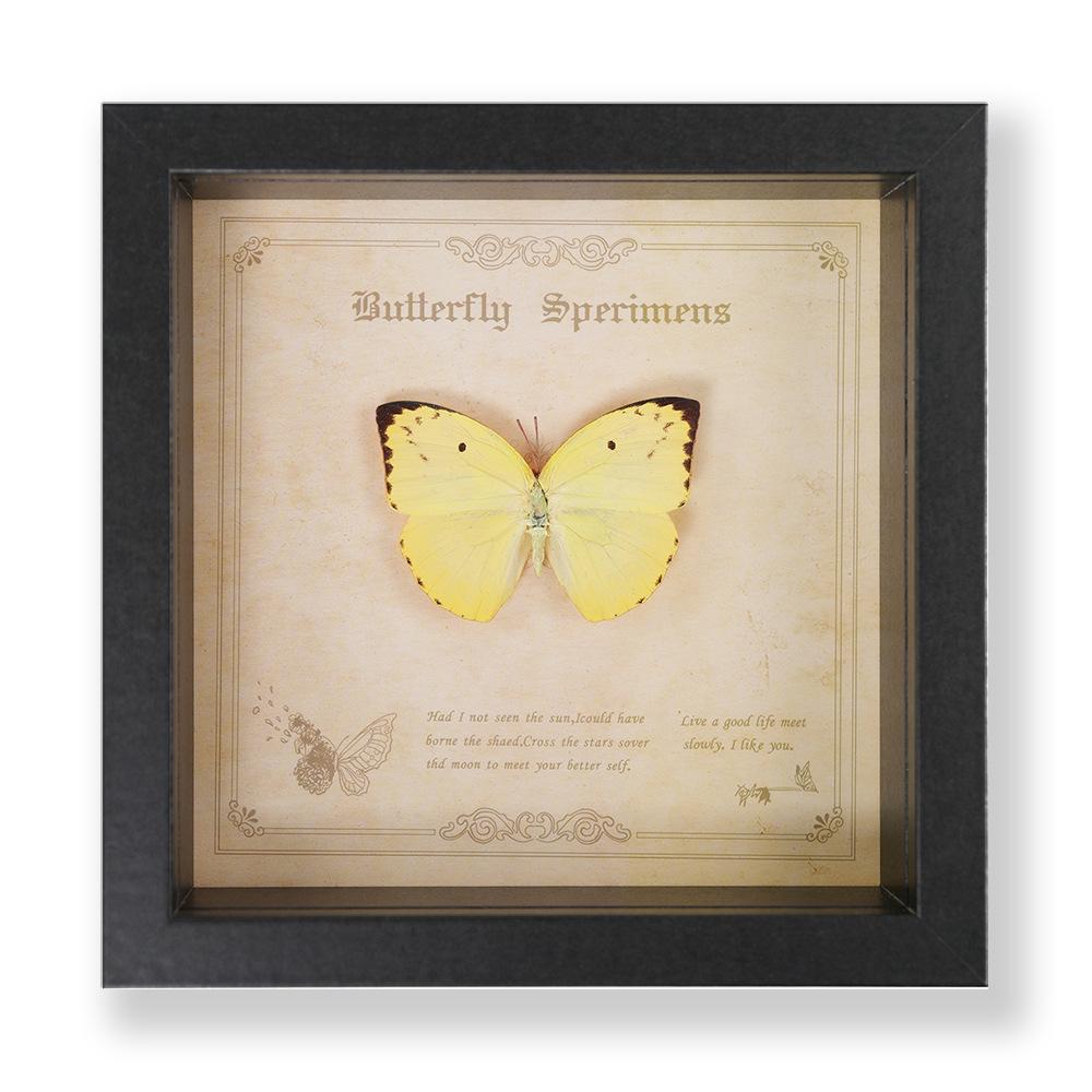 Green Banded Swallowtail Butterfly Specimen Decorative Painting - Real Insect for Display