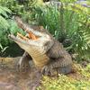 Statuiță Artă Grădină Rechin Alb Creativ Rășină Rechin Alb Realist Sculptură Crocodil Agățare perete Decor Casă Curte Grădină