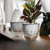 Transparent Self-Watering Hydroponic Pot for Plants - Ideal for Spider Plant, Pothos, and Water Culture Gardening