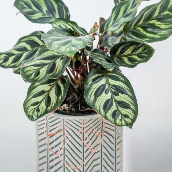 Stojan na rostliny ve tvaru monstery, odolný proti korozi, jednoduchá instalace, podpěra pro květináče, kůl ve tvaru květiny