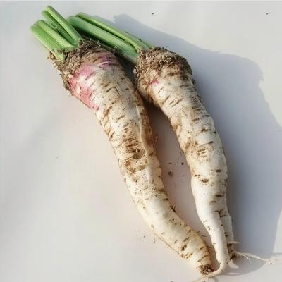 150 Country Horseradish Seeds - Semi-Wild Permaculture