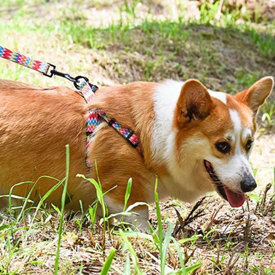 puppy training harness