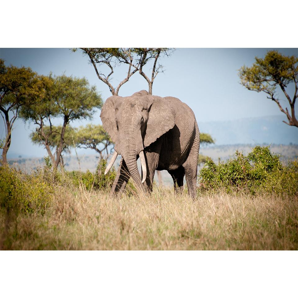 5D-Diamantgemälde zum Selbermachen, Tier-Strass-Bilder, Kreuzstich-Set, voller Diamant-Stickerei, Elefant, Mosaik, Geschenk, Heimdekoration