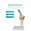 Human Skeleton Model with 6 Major Joints: Knee, Foot, Hand, Shoulder, Elbow, and Hip