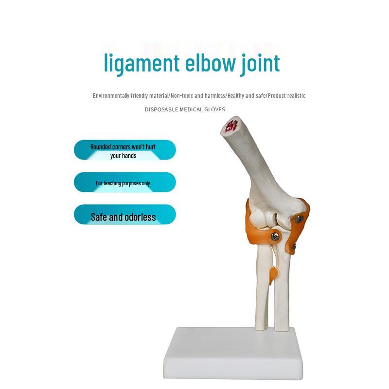 Human Skeleton Model with 6 Major Joints: Knee, Foot, Hand, Shoulder, Elbow, and Hip