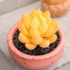 Decorațiuni pentru casă – Ghivece de flori decorative