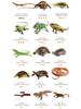 UVB 5.0 LED Turtle Basking Lamp - Full Spectrum UV Sunlamp for Reptiles and Plants