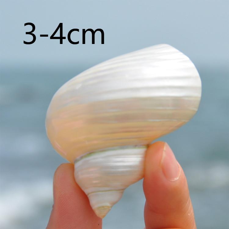 

Natural conch shells, silver light snails, peeled green snails, aquarium aquarium decorations