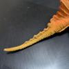 Used [At that time] Extremely rare Hong Kong made Dimetrodon large size over 15cm Chinasaurs