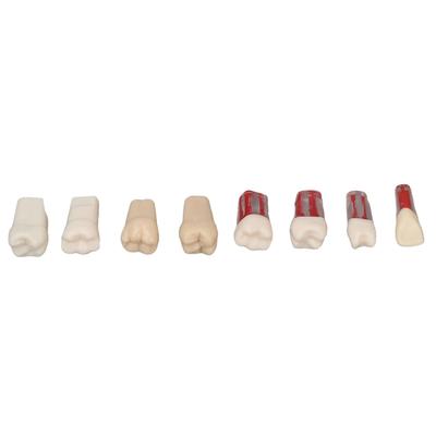 8 pçs Modelo de Dentes de Canal Radicular Resina Demonstração Realista Endodôntico Dentes de Canal Radicular para Estudante