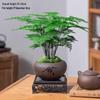 Asparagus Fern Indoor Bonsai: Easy-Care Evergreen for Home or Office Decor.