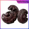 Cogumelo Reishi Roxo Orgânico Selvagem 500g Chá Herbal para a Saúde