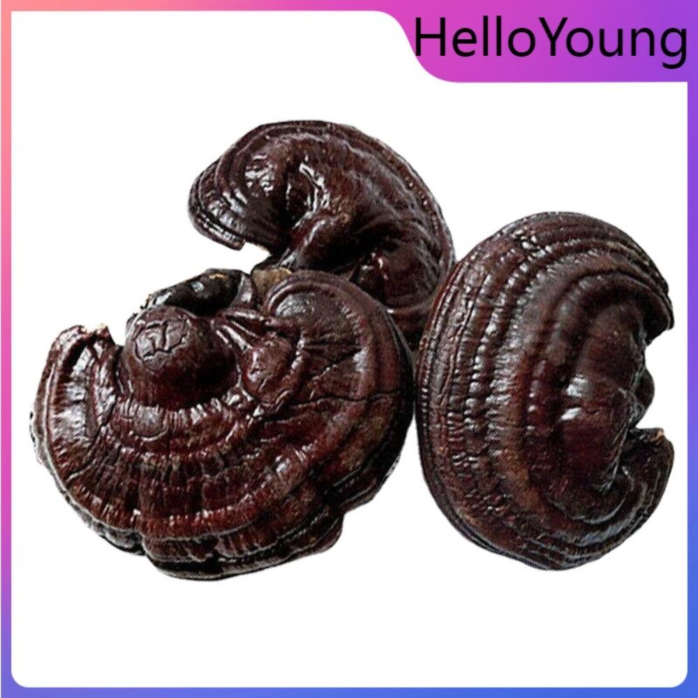 Organic Purple Reishi Mushroom Wild 500g Herbal Health Tea …
