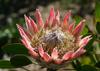 SAFLAX Giant King Protea - 5 Seeds - With Potting Substrate for Better Cultivation - Protea Cynaroides