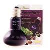 35W Night Heating Bulb Ideal for Nocturnal Animals