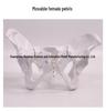 Female Pelvic Muscle and Pelvic Floor Model for Midwifery and Childbirth Education