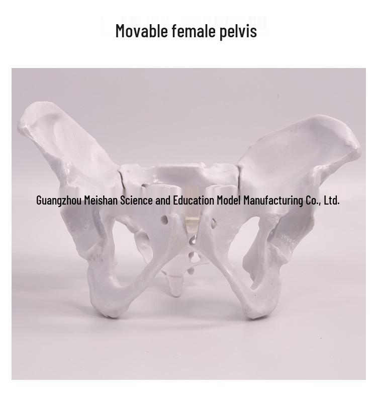 Female Pelvic Muscle and Pelvic Floor Model for Midwifery and Childbirth Education
