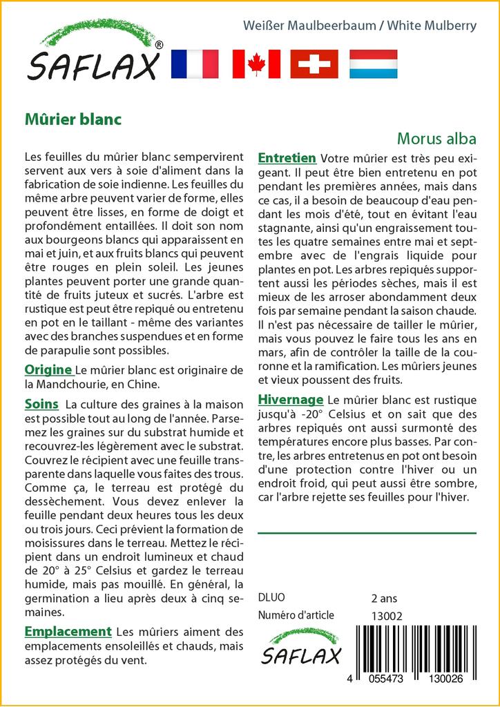 SAFLAX Moruše bílá - 200 semen - Se substrátem pro lepší pěstování - Morus alba