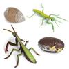 Realistic Kids Toys Praying Mantis Toy Cycle Mantis Figurine Life Cycle Figures Snail Growth Cycle