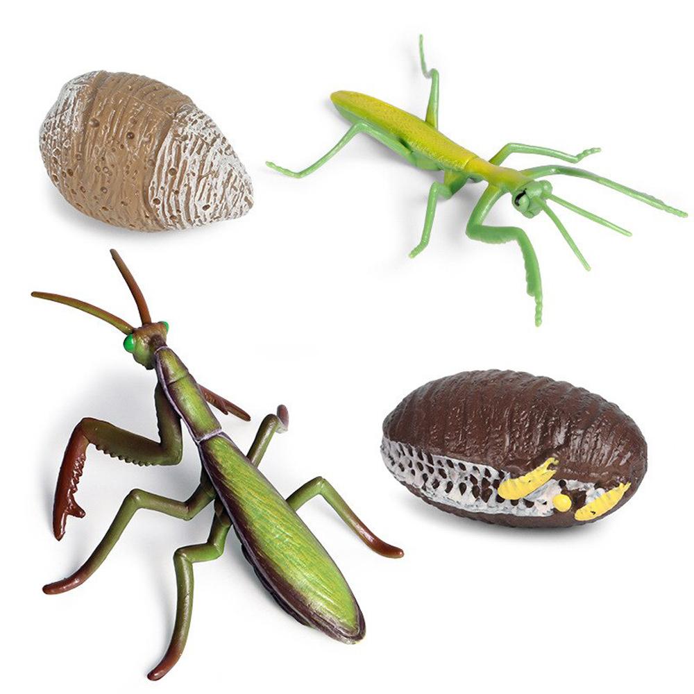 Realistic Kids Toys Praying Mantis Toy Cycle Mantis Figurine Life Cycle Figures Snail Growth Cycle