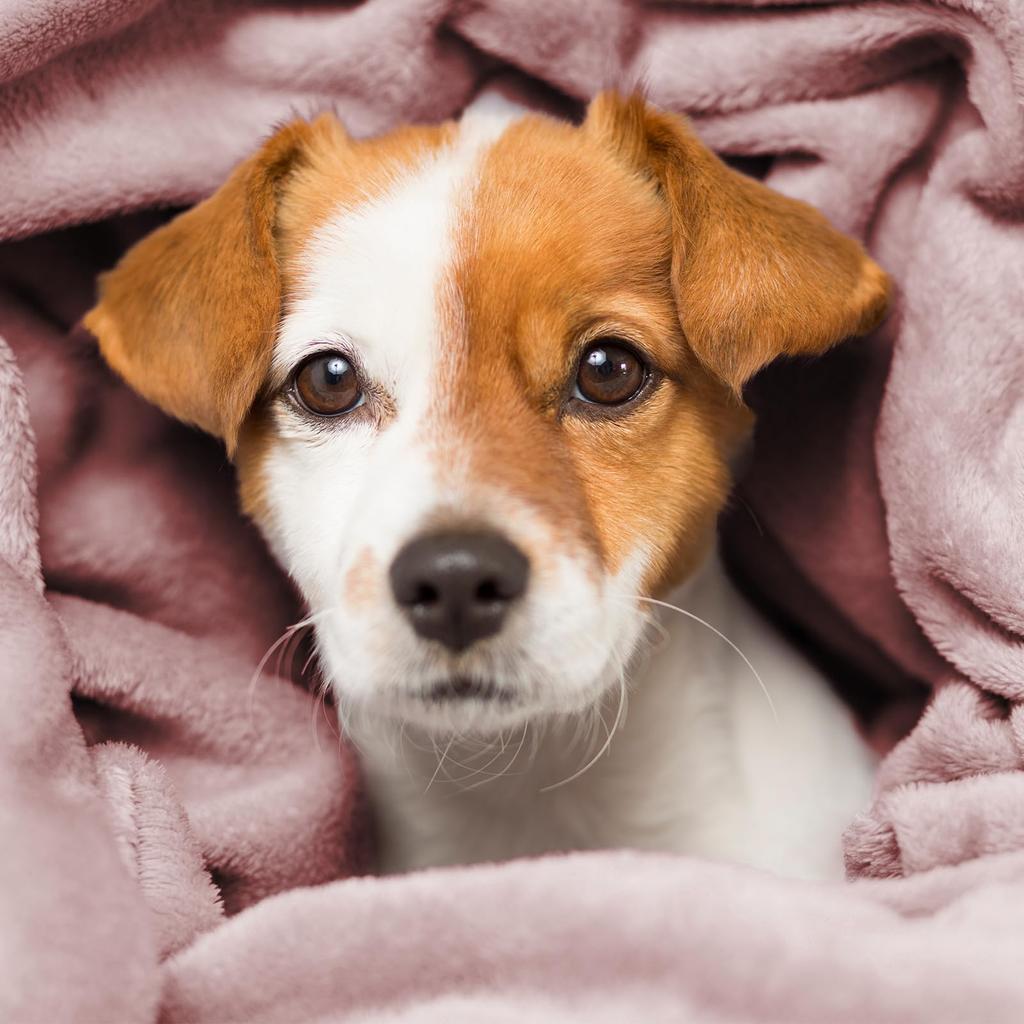 Hansleep Single Summer Soft and Suitable for All Seasons Smoky Blanket, 130x165cm, Microfiber, Comfortable, Washable, Anti-Static, (130x165cm, Pink)