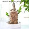 Brazilian Lucky Tree Water Culture Indoor Air Purifier Desk Planter Ceramic White Pot Meditations Decors