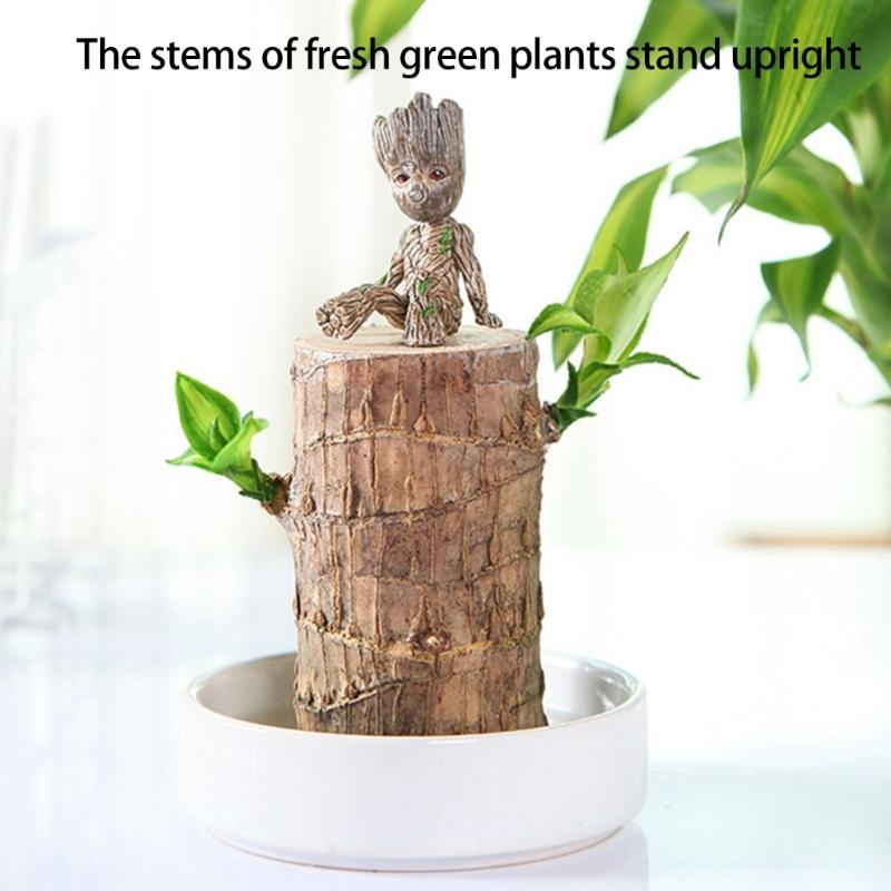 Brazilian Lucky Tree Water Culture Indoor Air Purifier Desk Planter Ceramic White Pot Meditations Decors