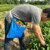 Waterproof Garden Harvest Apron Wide Opening Egg Collecting Pouch Foraging Outdoor Waist Pack  Farm
