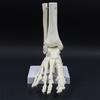 Life Size Human Foot Ankle Model Medical Anatomy Foot Skeleton Model with Base for Medical Classroom Education Learning