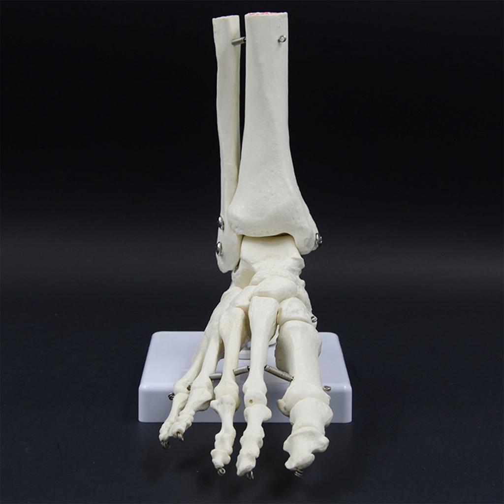Life Size Human Foot Ankle Model Medical Anatomy Foot Skeleton Model with Base for Medical Classroom Education Learning