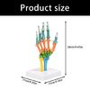 Anatomical Human Hand Bone Model with Movable Joints Color Coded Hand Bone Skeleton Model for Teaching Demonstration