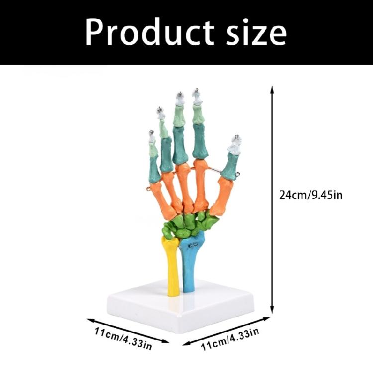 Anatomical Human Hand Bone Model with Movable Joints Color Coded Hand Bone Skeleton Model for Teaching Demonstration