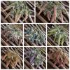 Artificial Daisy Sage Flowers for Wedding Decorations - INS Style CL10004