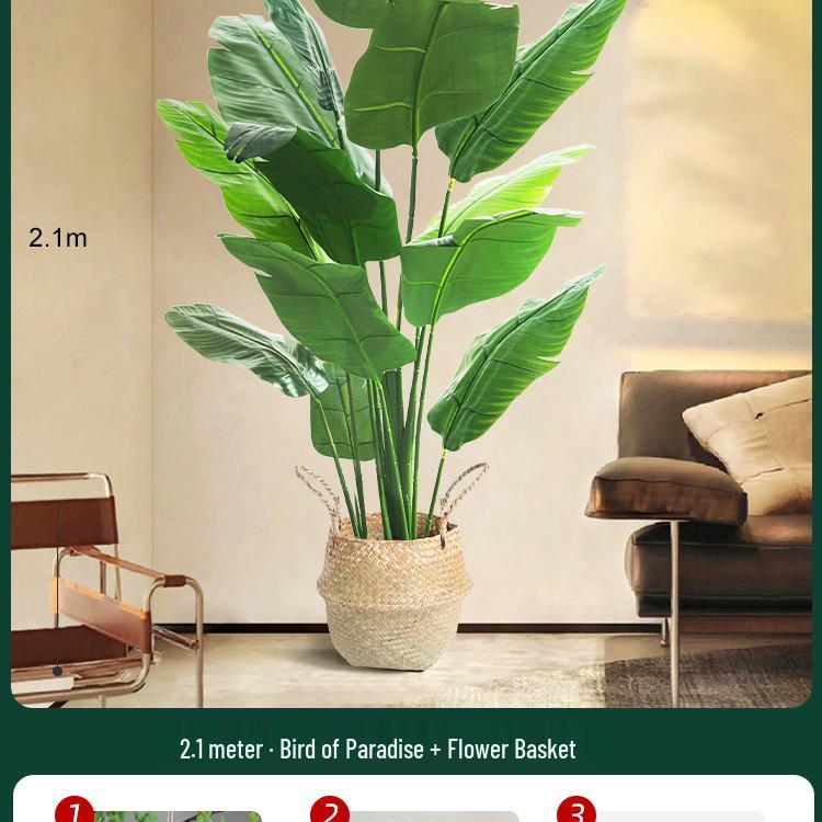 High-End Indoor Bird of Paradise Decor: Luxury Potted Traveler's Palm